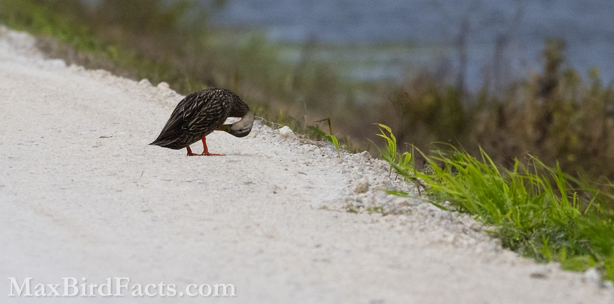 Mottled Duck (Florida) - ML616608286