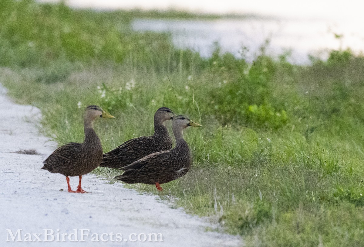 Mottled Duck (Florida) - ML616608296