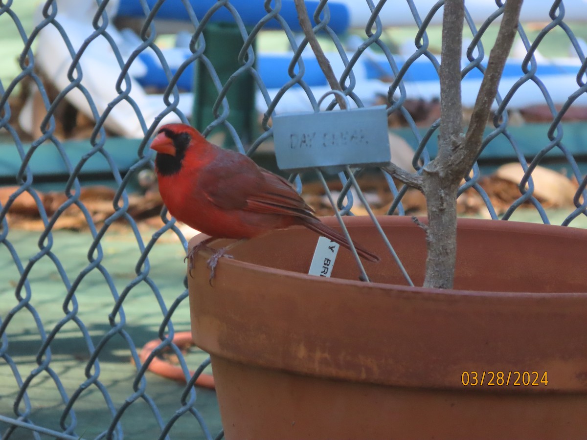 Cardinal rouge - ML616608342