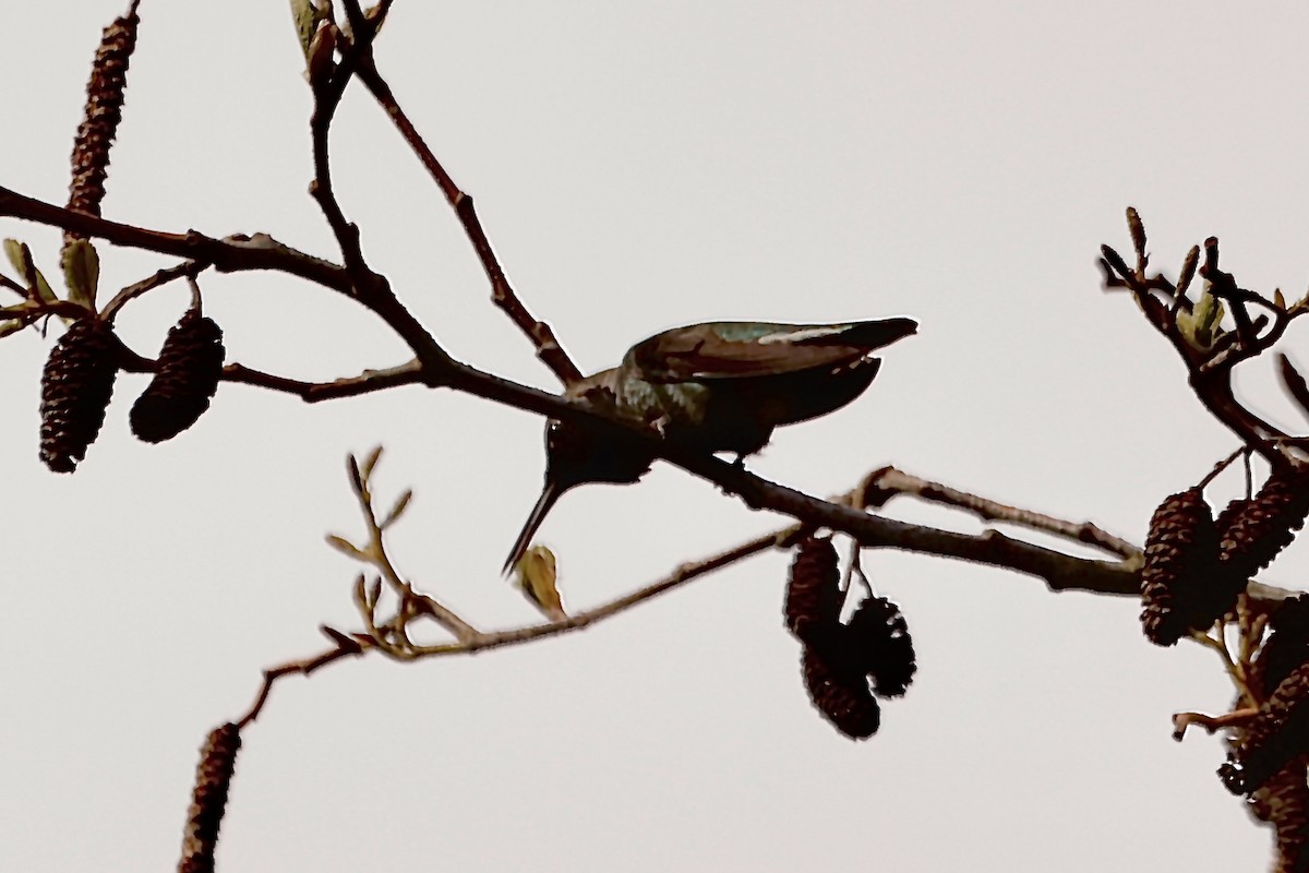 Anna's Hummingbird - Scott Fischer