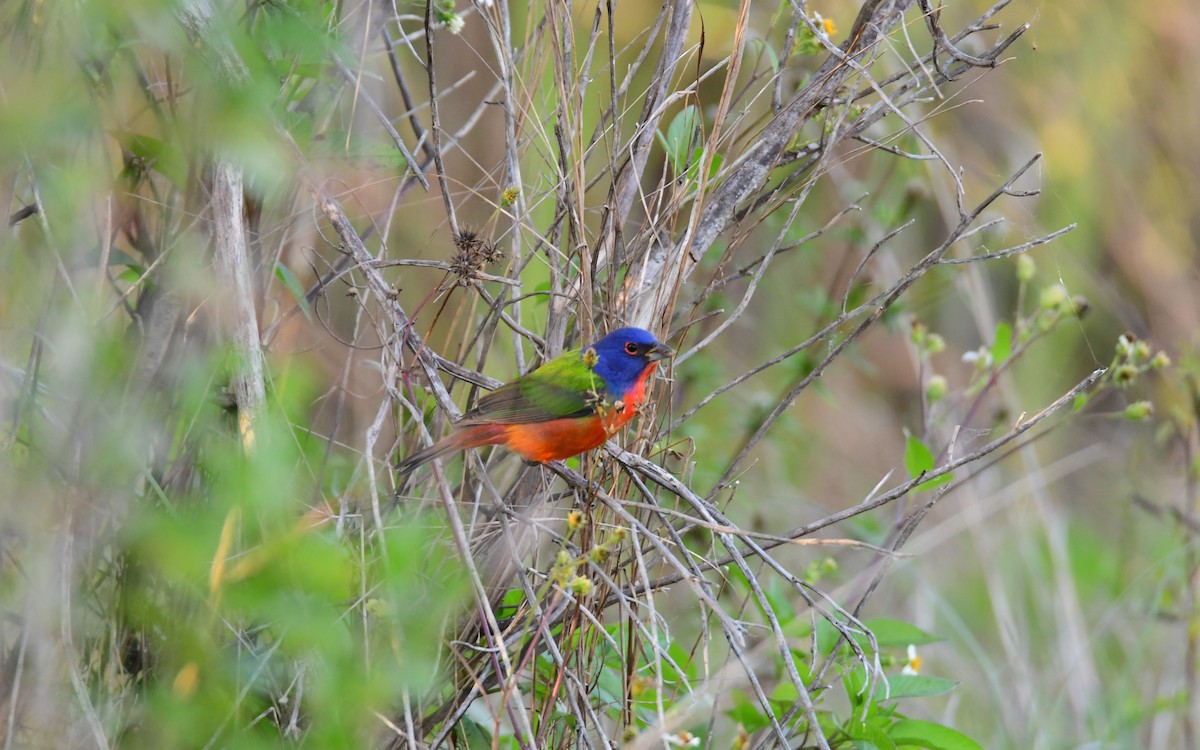 Painted Bunting - Chaiby Leiman