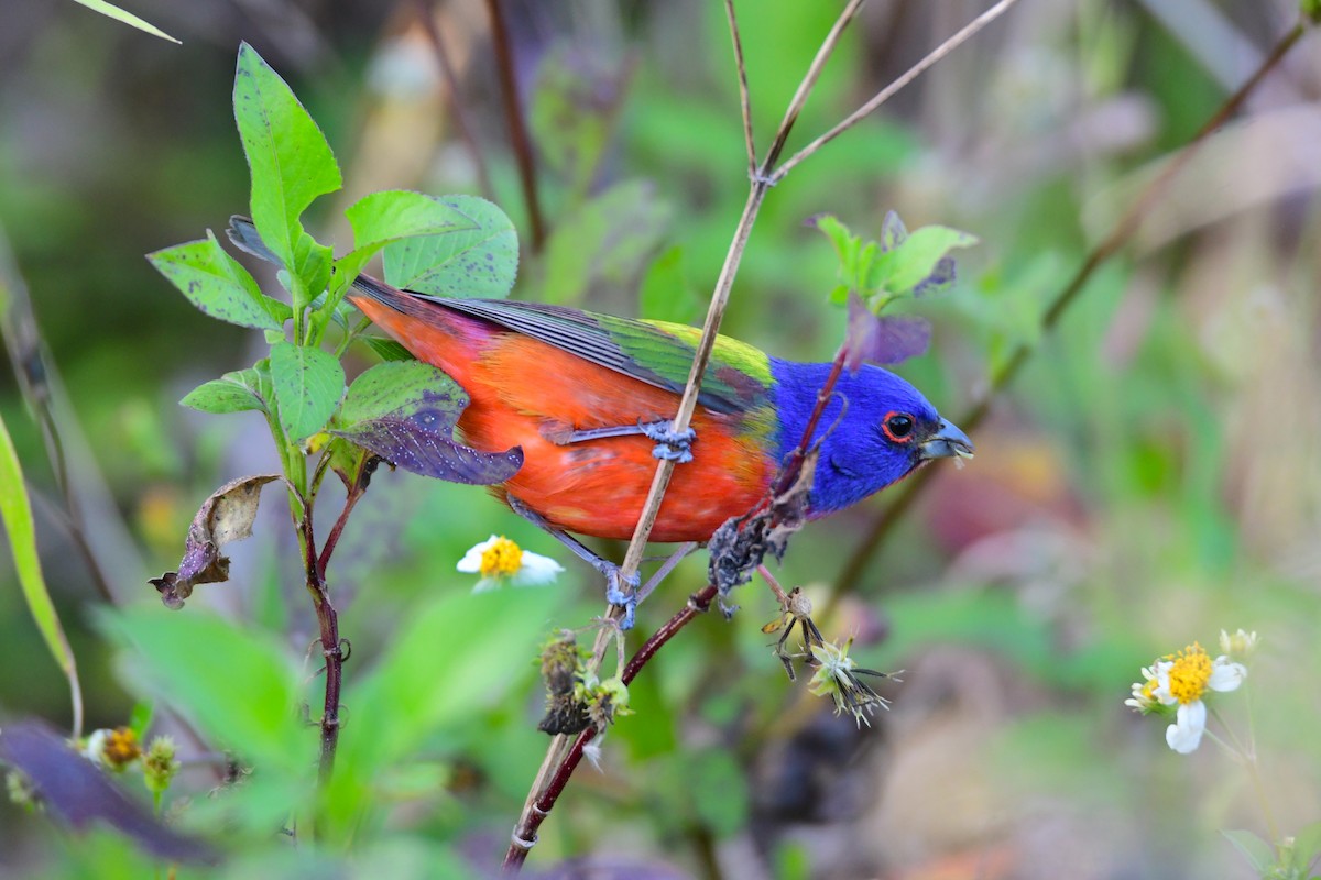 Painted Bunting - Chaiby Leiman
