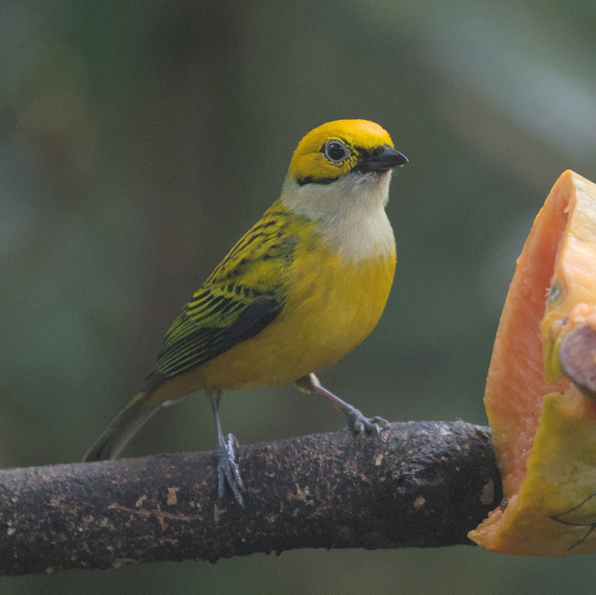 Silver-throated Tanager - Manuel Morales