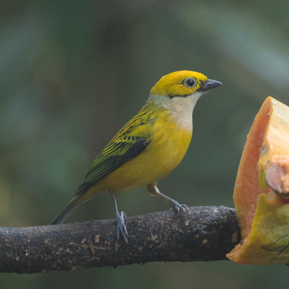 Silver-throated Tanager - ML616608389