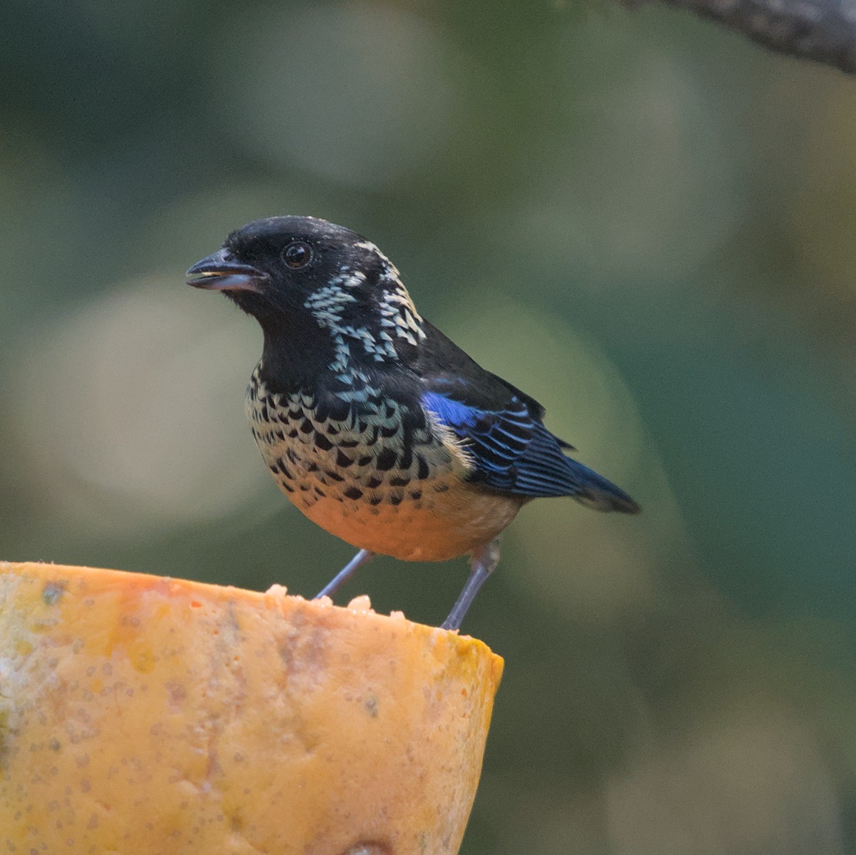 Spangle-cheeked Tanager - ML616608422
