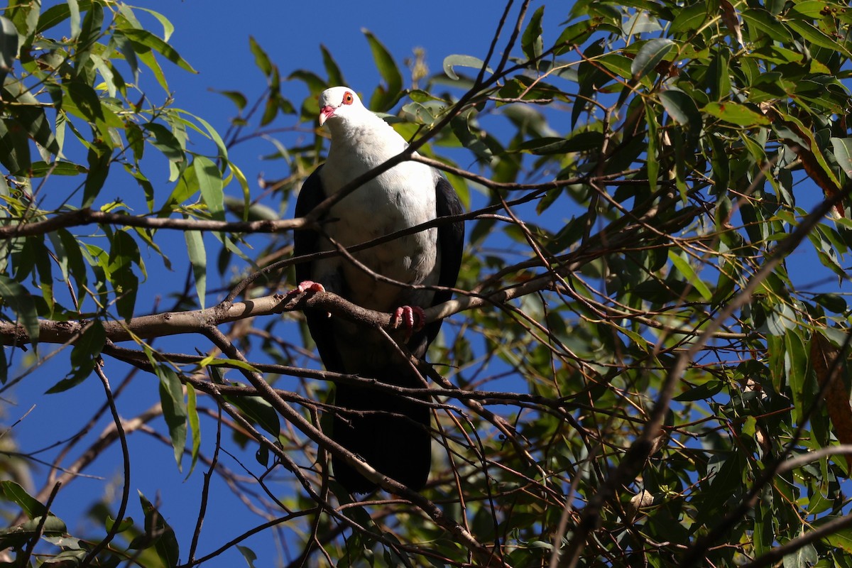 White-headed Pigeon - ML616608449