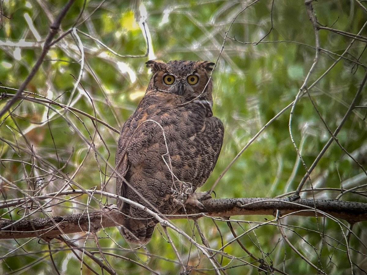 Great Horned Owl - ML616608464