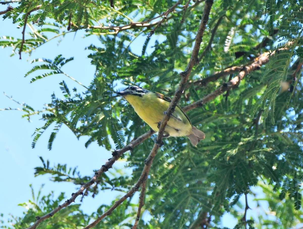 Yellow-throated Tinkerbird - Brett Hartl