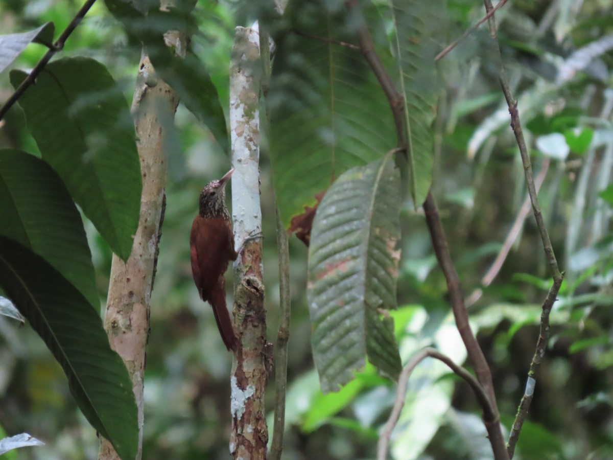 Amazonasbaumsteiger - ML616608536