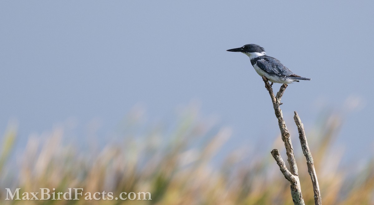 Belted Kingfisher - ML616608603
