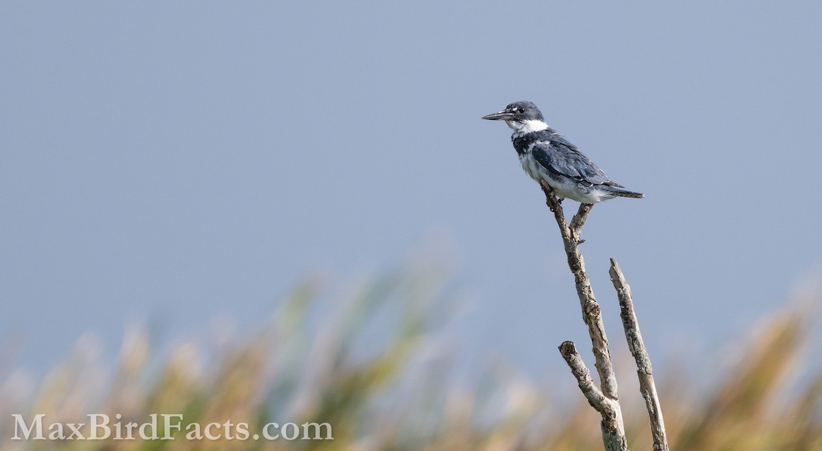 Belted Kingfisher - ML616608606