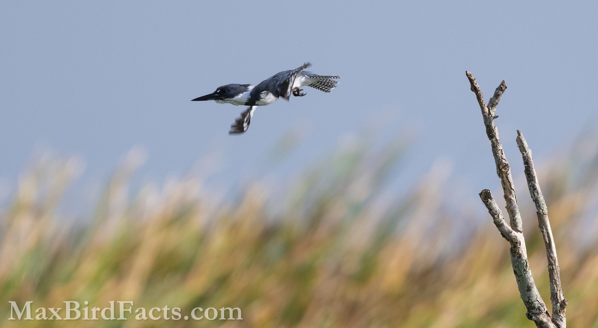 Belted Kingfisher - ML616608609