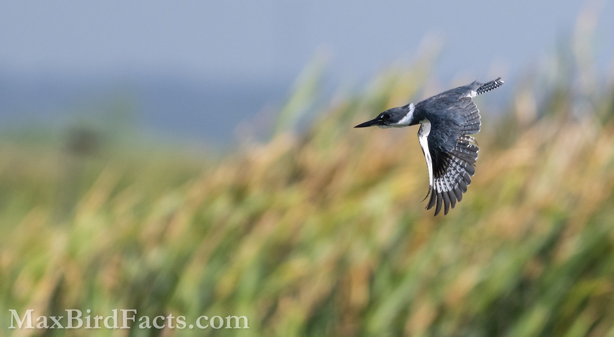 Belted Kingfisher - ML616608611