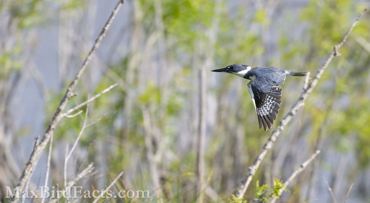 Belted Kingfisher - ML616608615