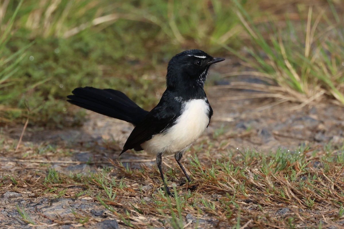 Willie-wagtail - Bec Oz