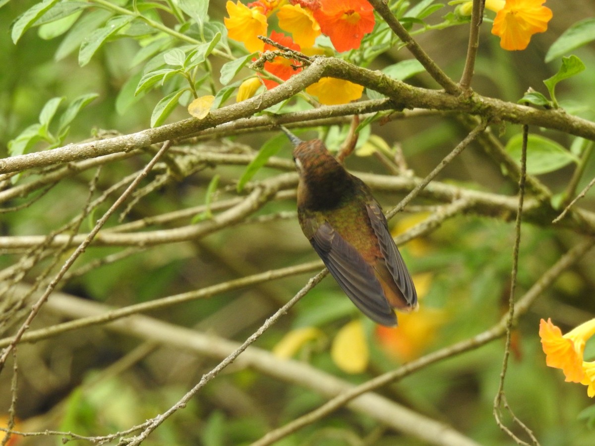 kolibřík hnědotemenný - ML616608873
