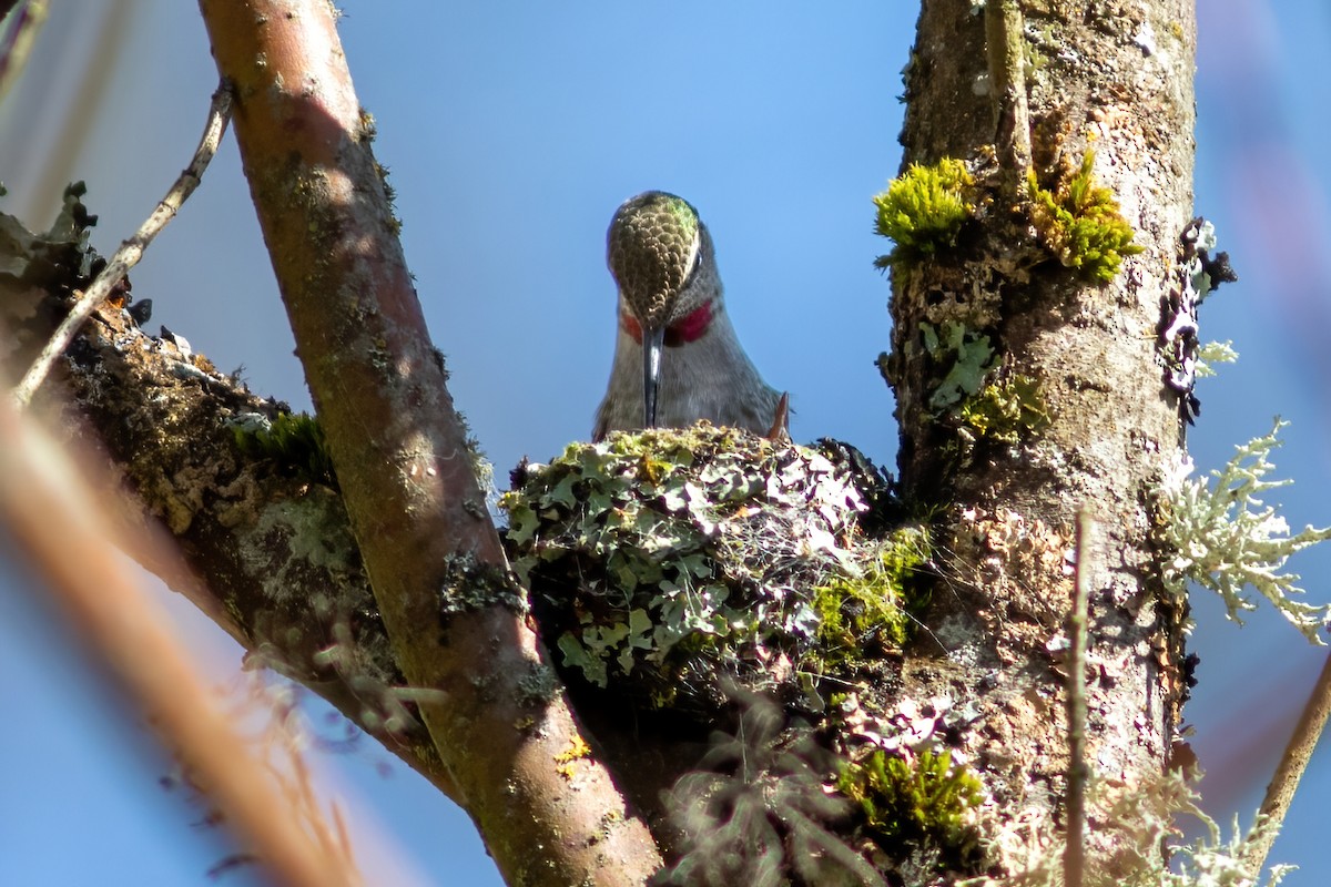 Anna's Hummingbird - ML616608904