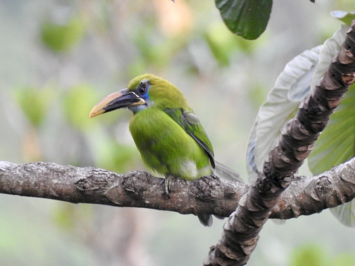 Groove-billed Toucanet (Yellow-billed) - ML616608917