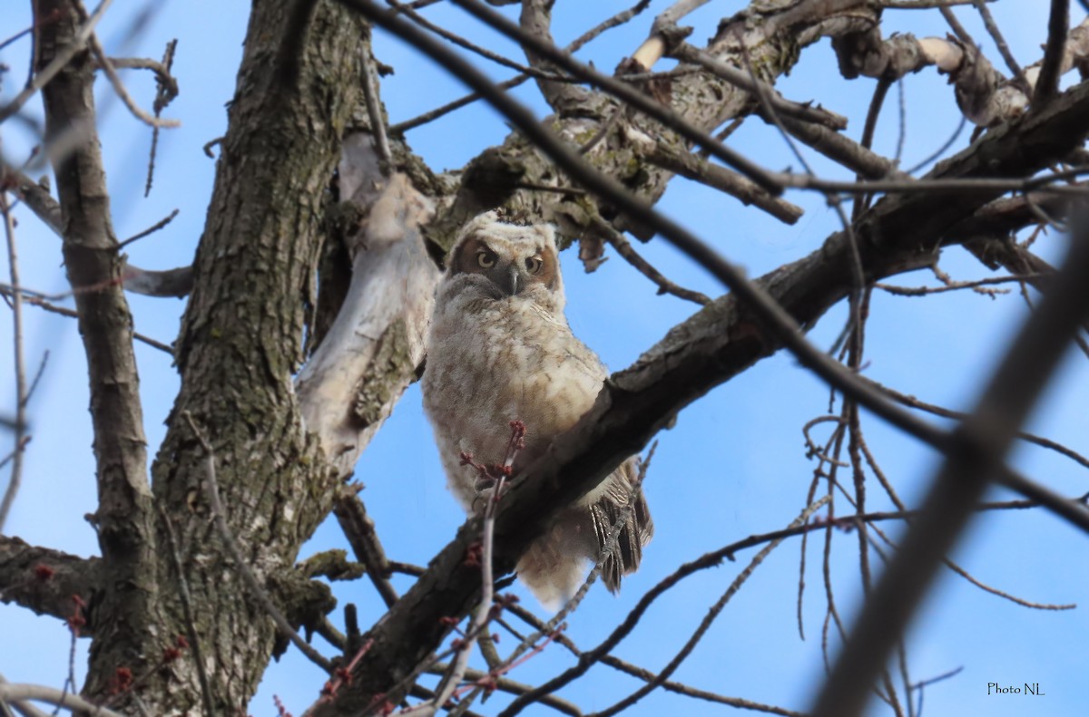Great Horned Owl - Nathalie L. COHL 🕊