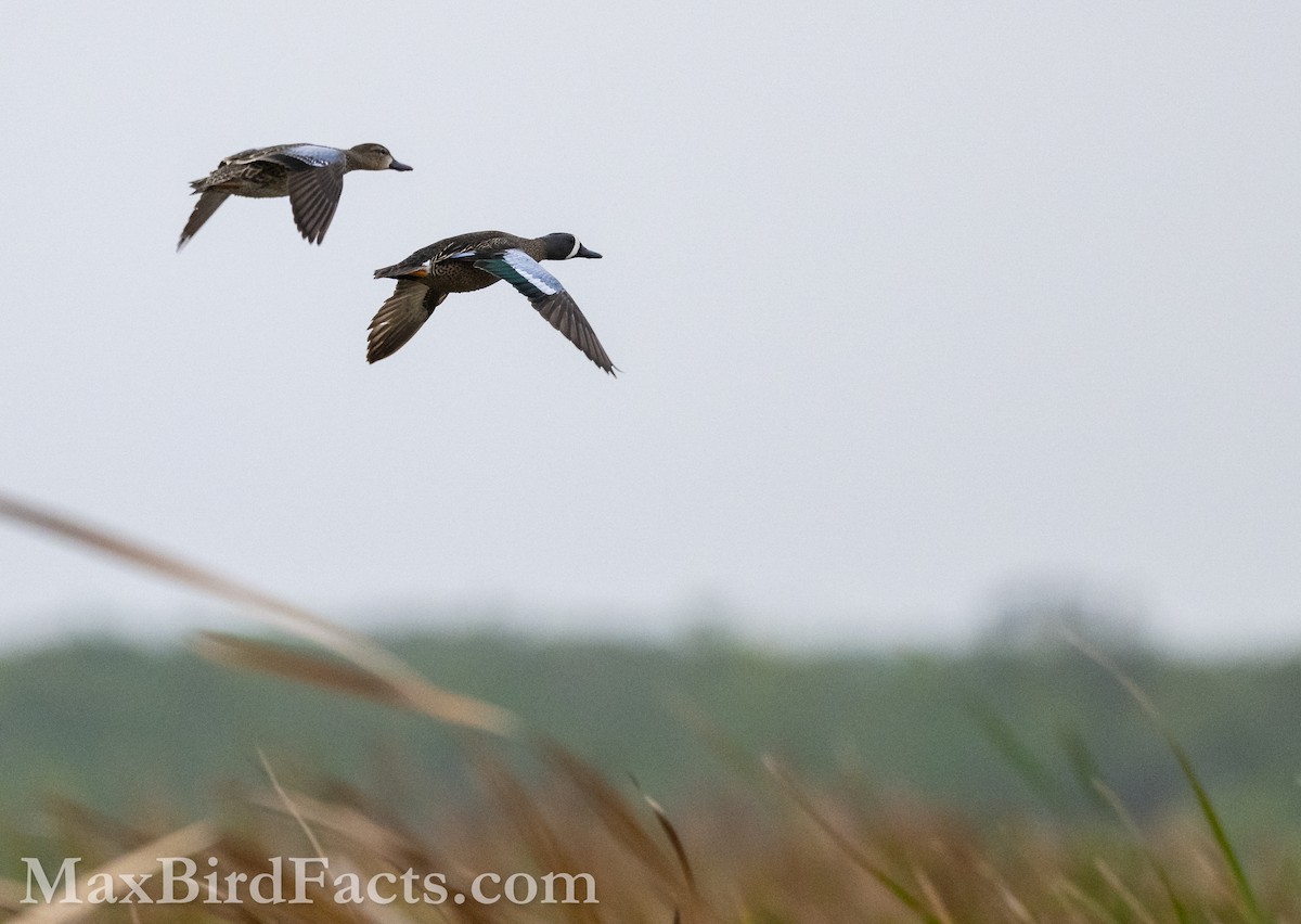 Blue-winged Teal - ML616608950