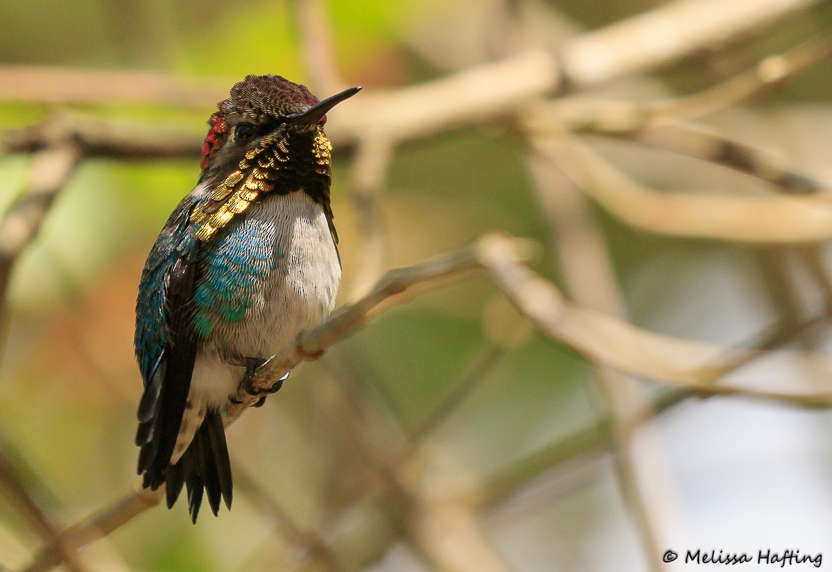 Bee Hummingbird - Melissa Hafting