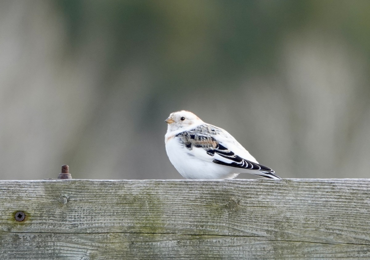 Snow Bunting - France Boily