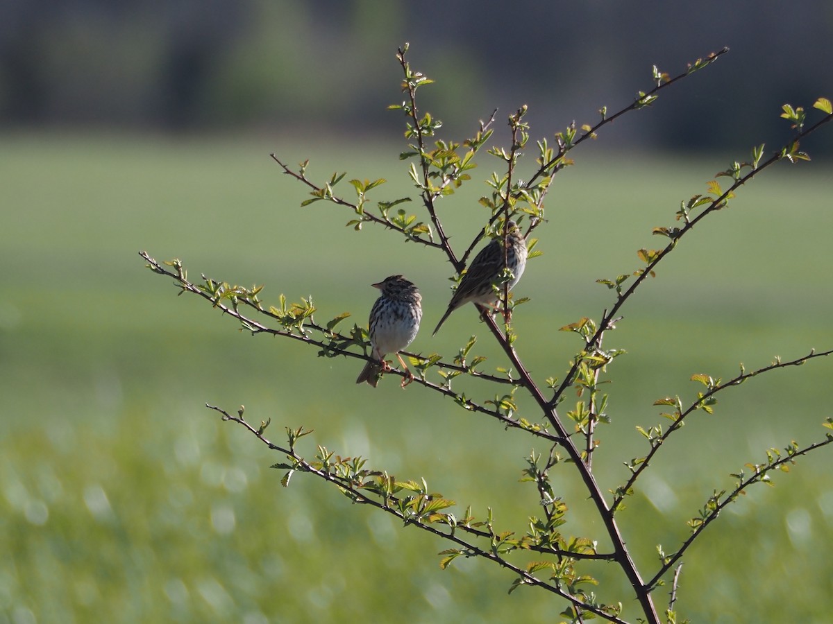 Song Sparrow - david parsley