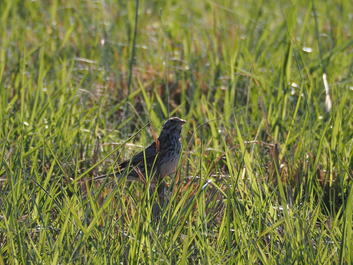 Savannah Sparrow - david parsley