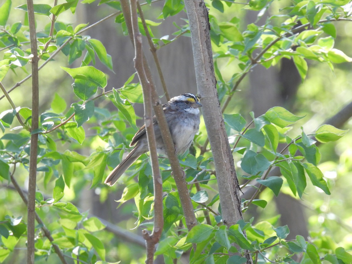 White-throated Sparrow - ML616609091