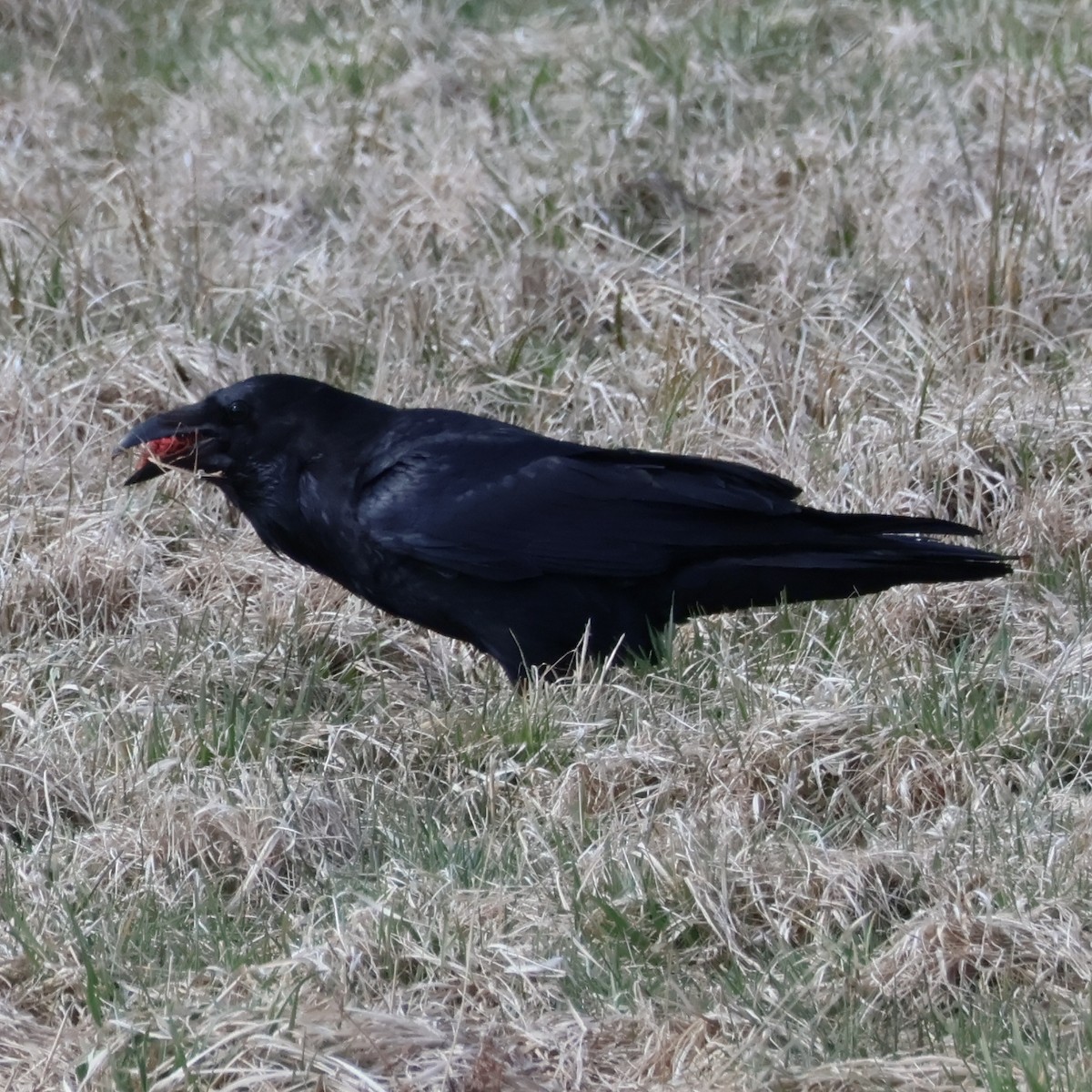 Common Raven - ML616609219