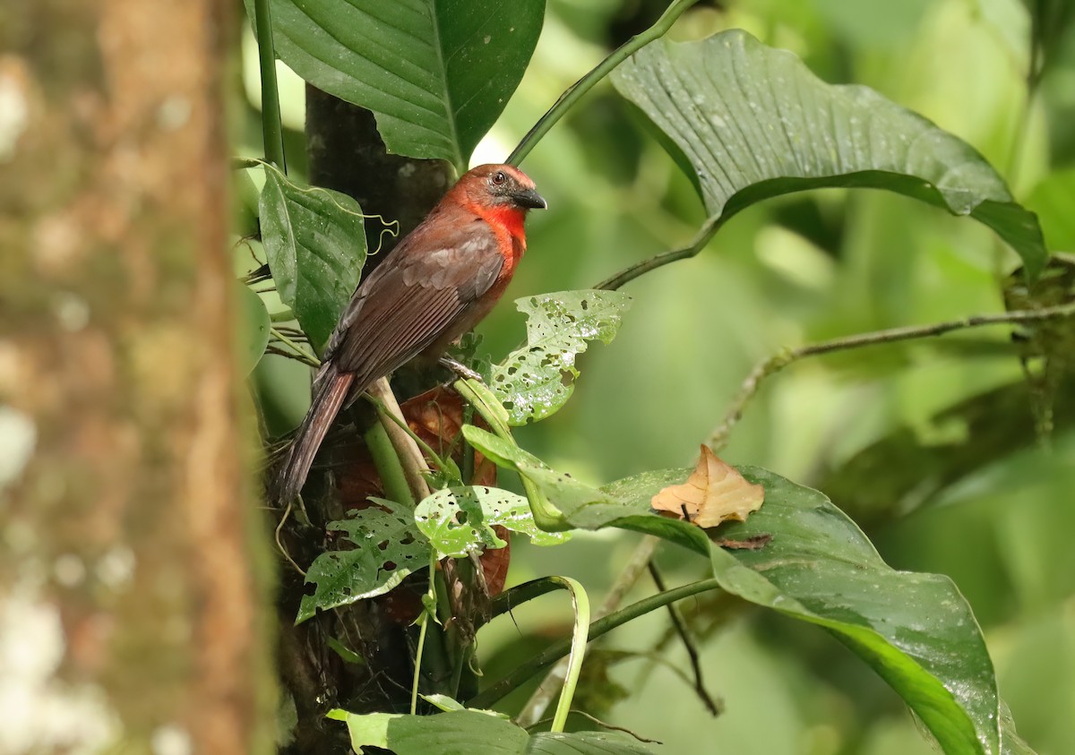 Red-throated Ant-Tanager - ML616609224