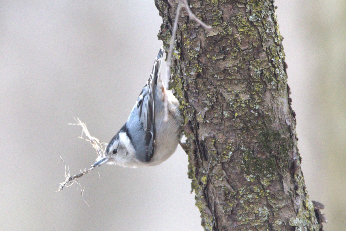 White-breasted Nuthatch - ML616609235