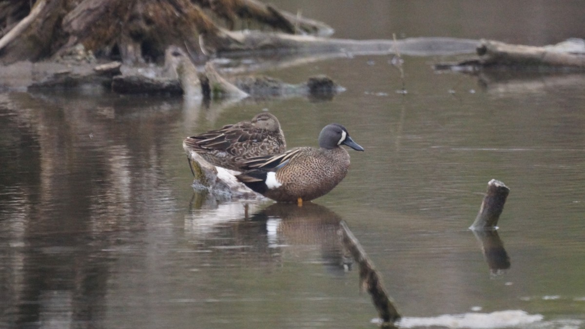 Blue-winged Teal - ML616609251