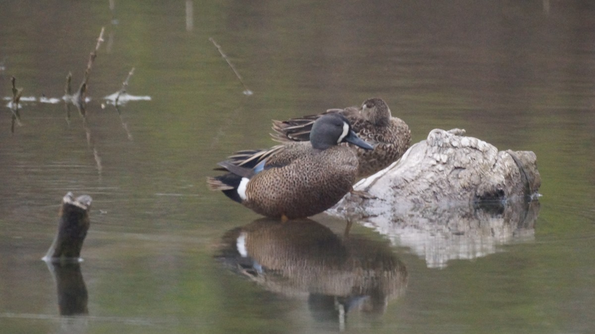 Blue-winged Teal - ML616609252