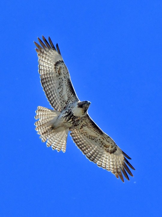 Red-tailed Hawk - Denny Granstrand