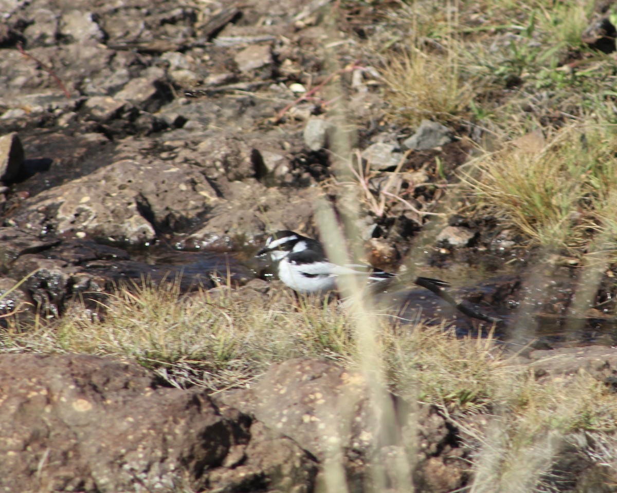 African Pied Wagtail - ML616609286