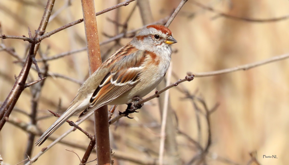 American Tree Sparrow - ML616609307