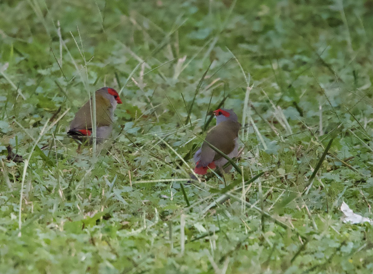 Red-browed Firetail - ML616609587