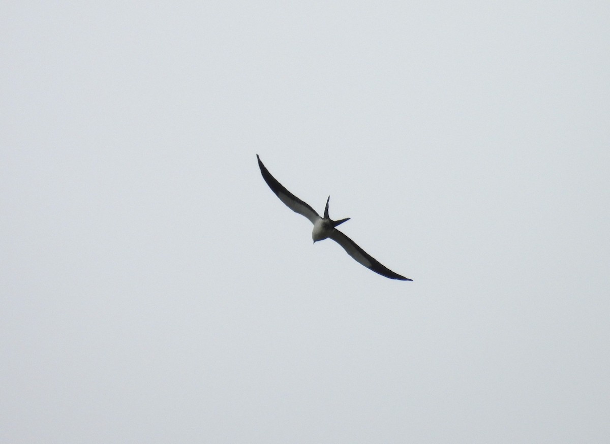 Swallow-tailed Kite - ML616609601