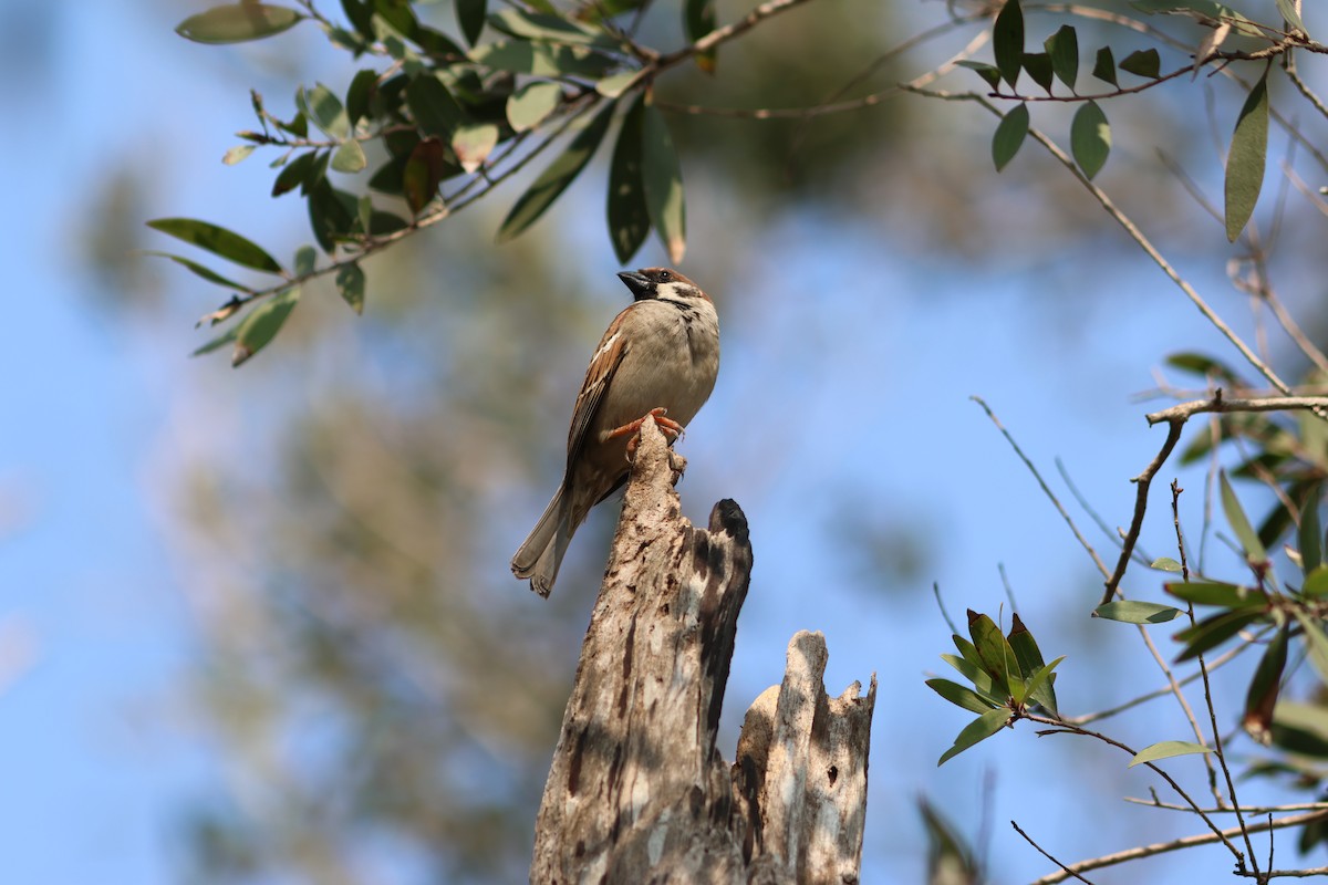 Eurasian Tree Sparrow - ML616609624
