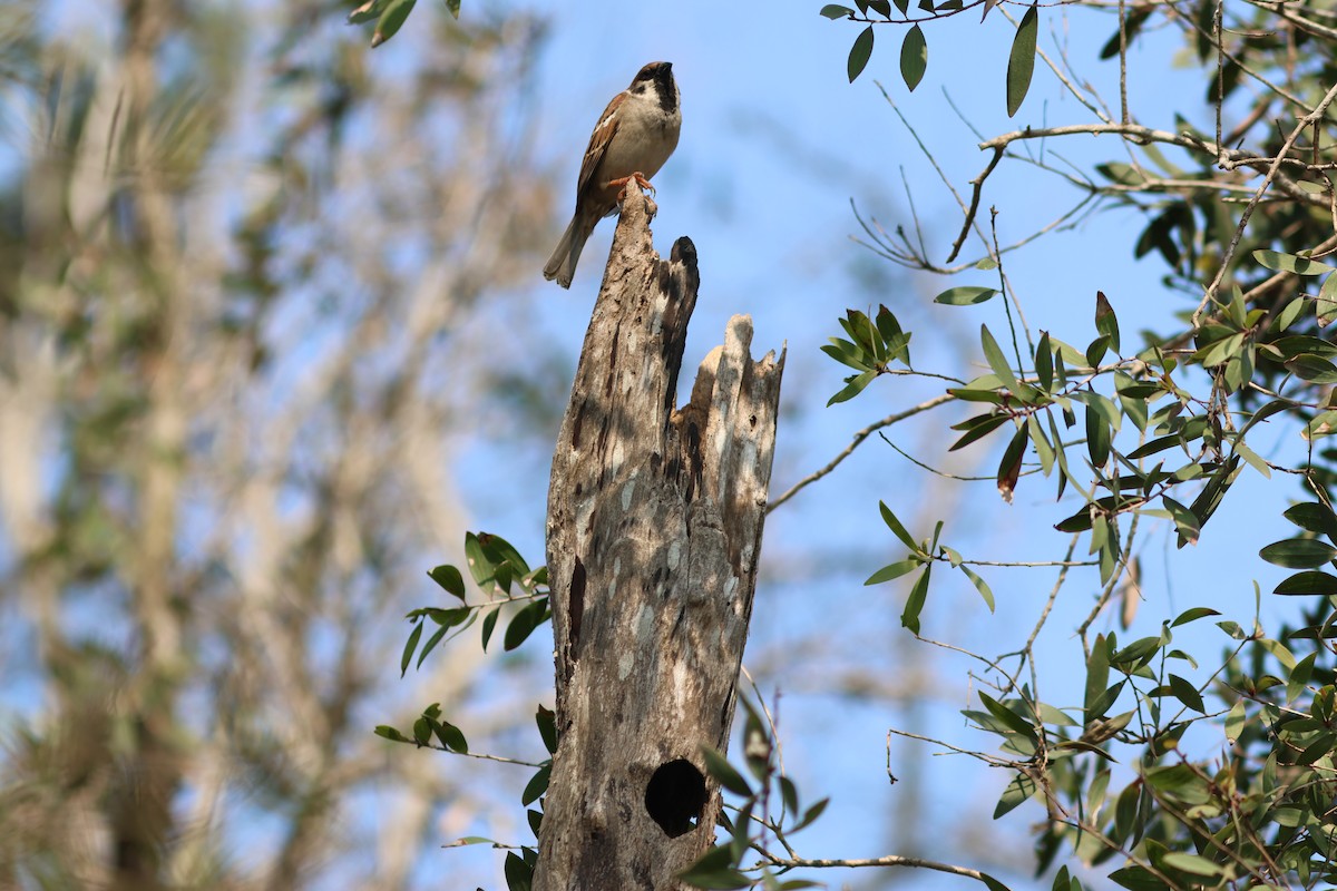 Eurasian Tree Sparrow - ML616609627