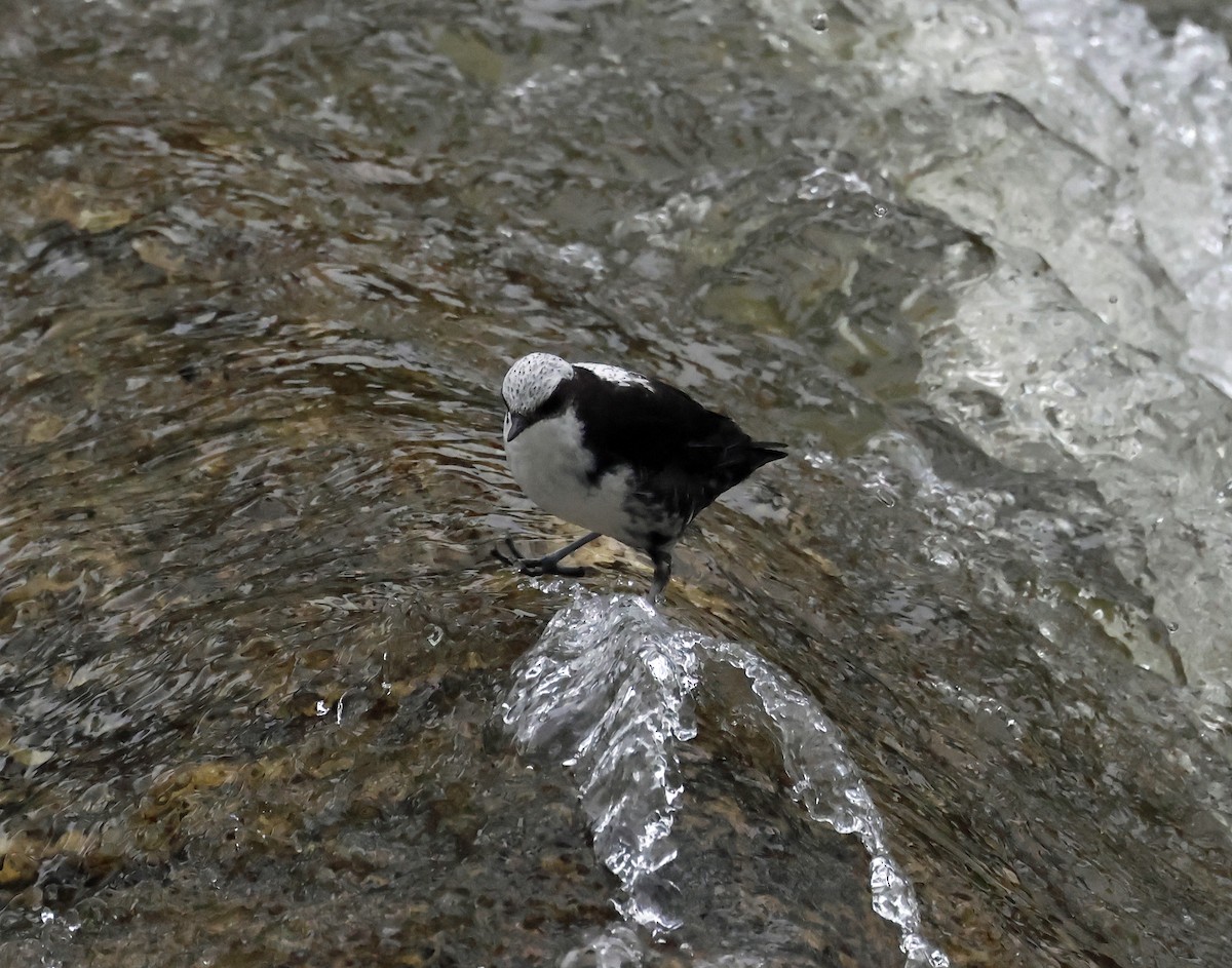 White-capped Dipper - Michael Smith