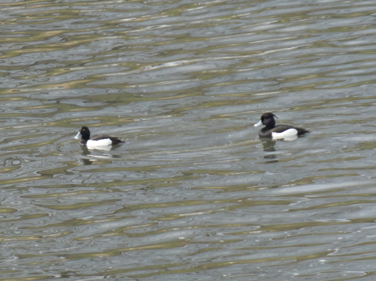 Tufted Duck - ML616609731