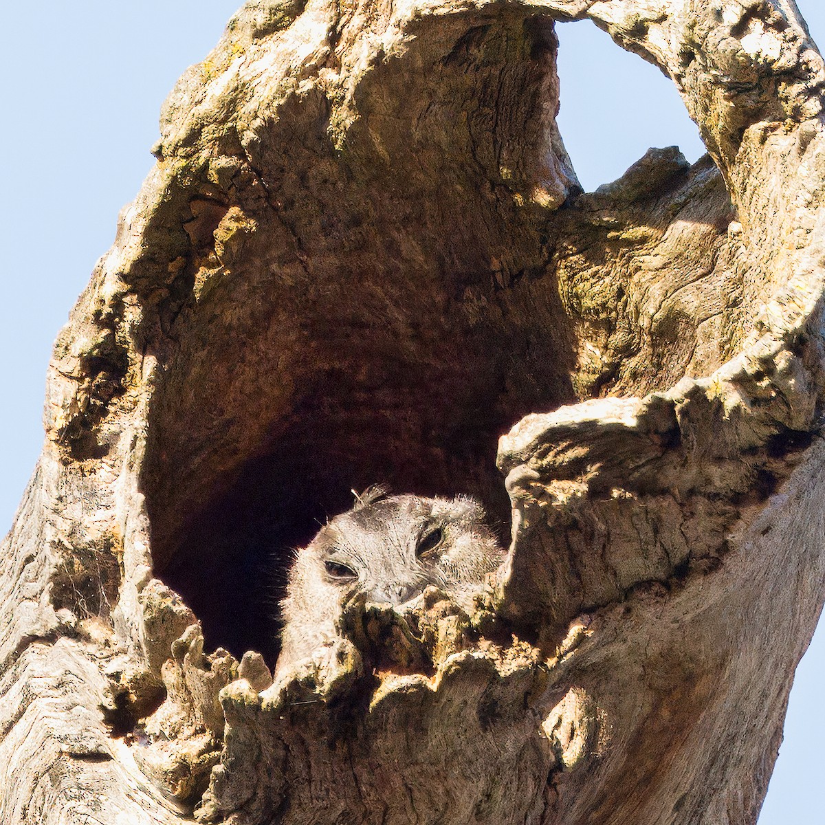 Australian Owlet-nightjar - ML616609906