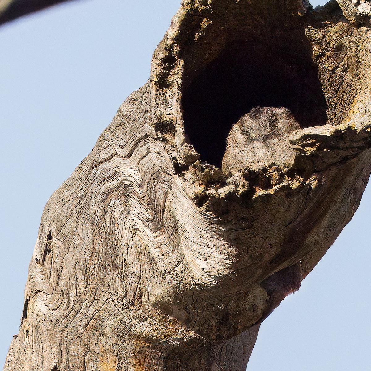 Australian Owlet-nightjar - ML616609911