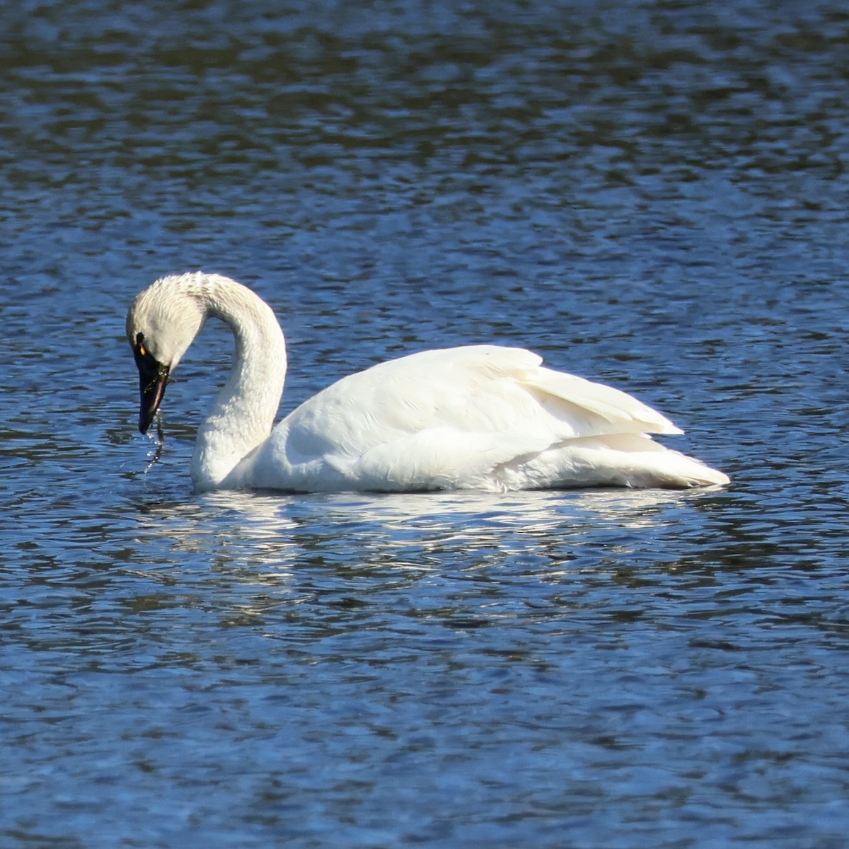Tundra Swan (Whistling) - ML616609929