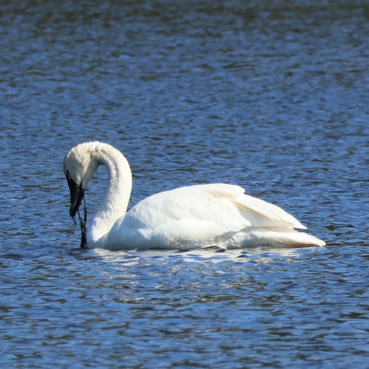 Tundra Swan (Whistling) - ML616609930