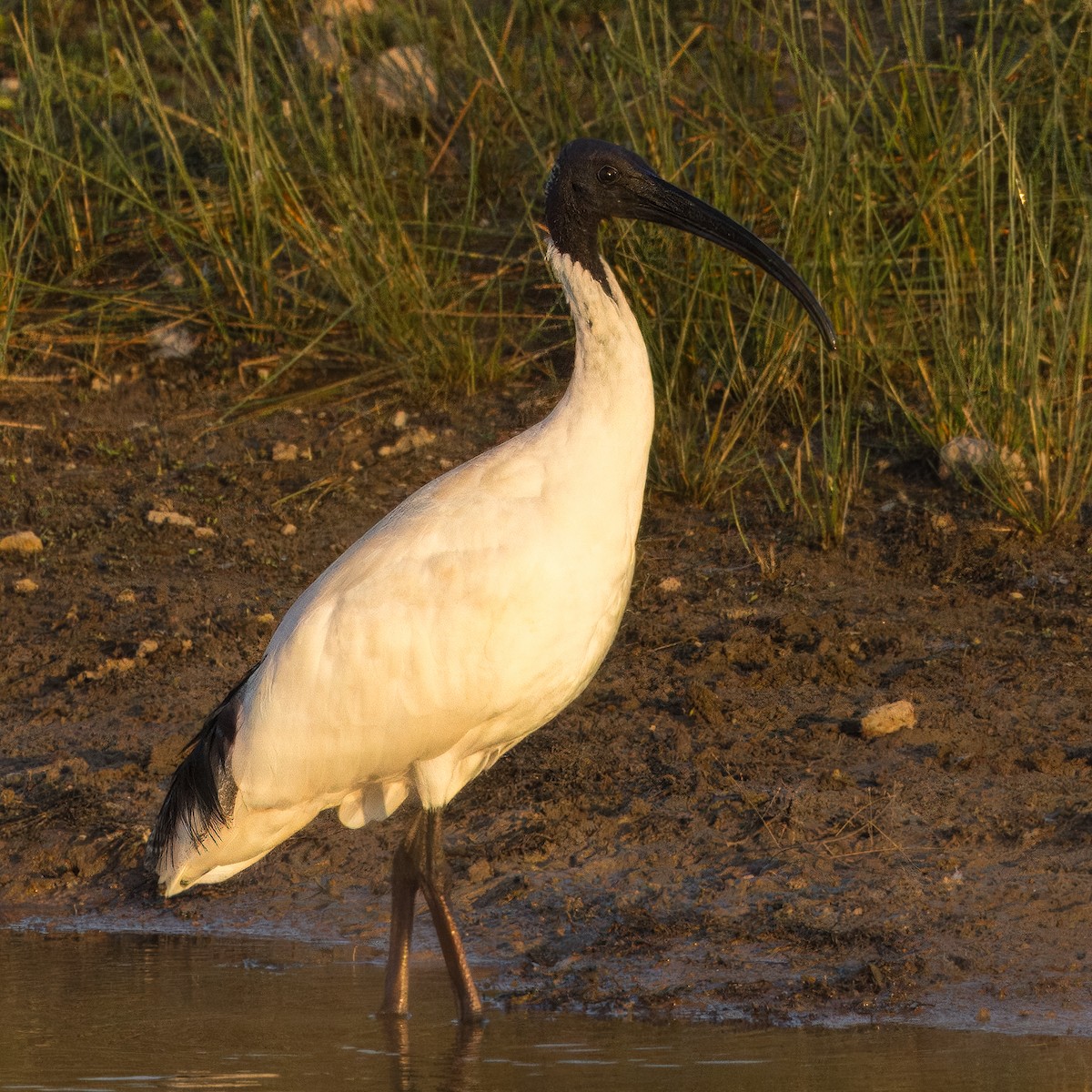 ibis australský - ML616609954