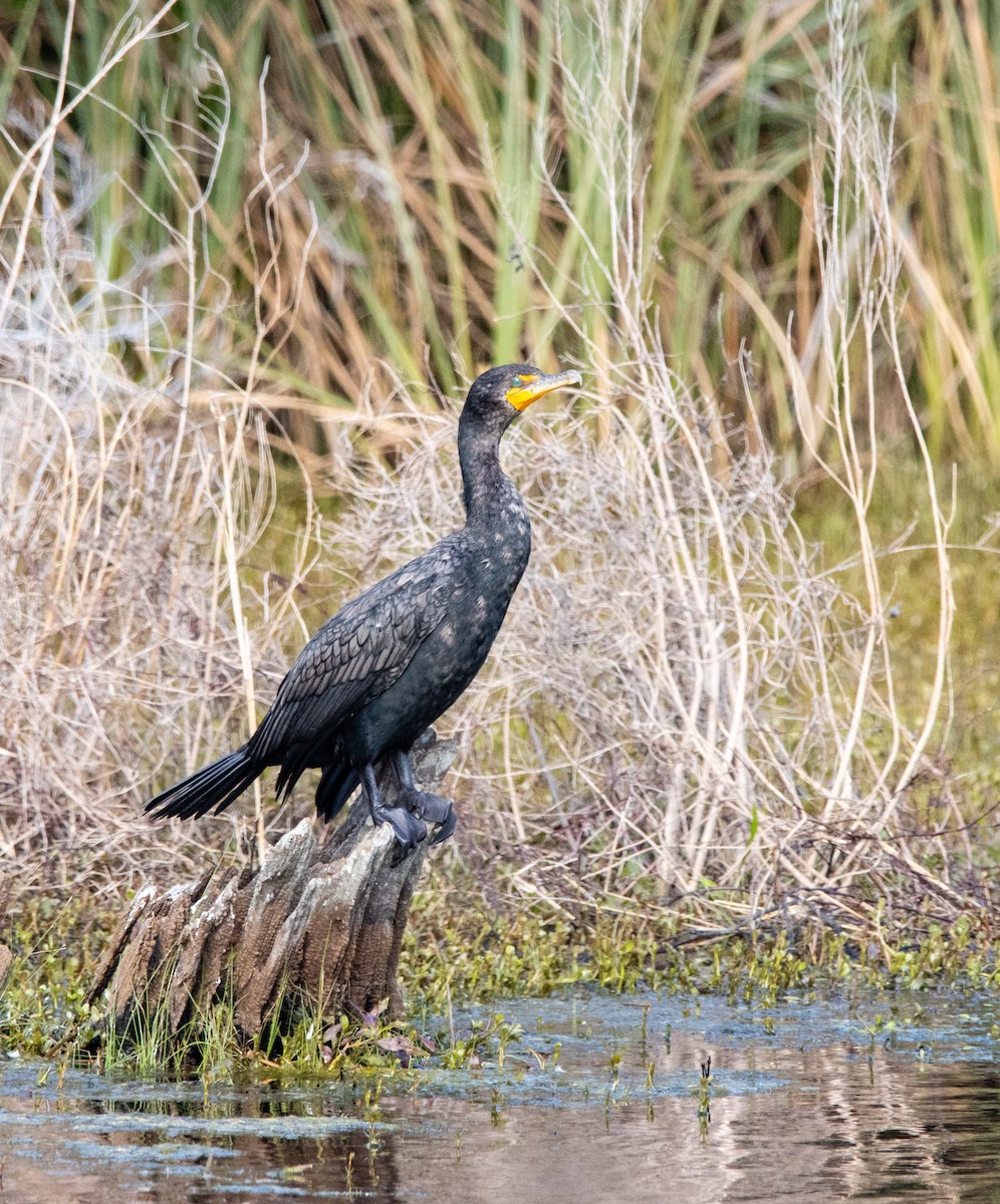 Double-crested Cormorant - Jerry Chen