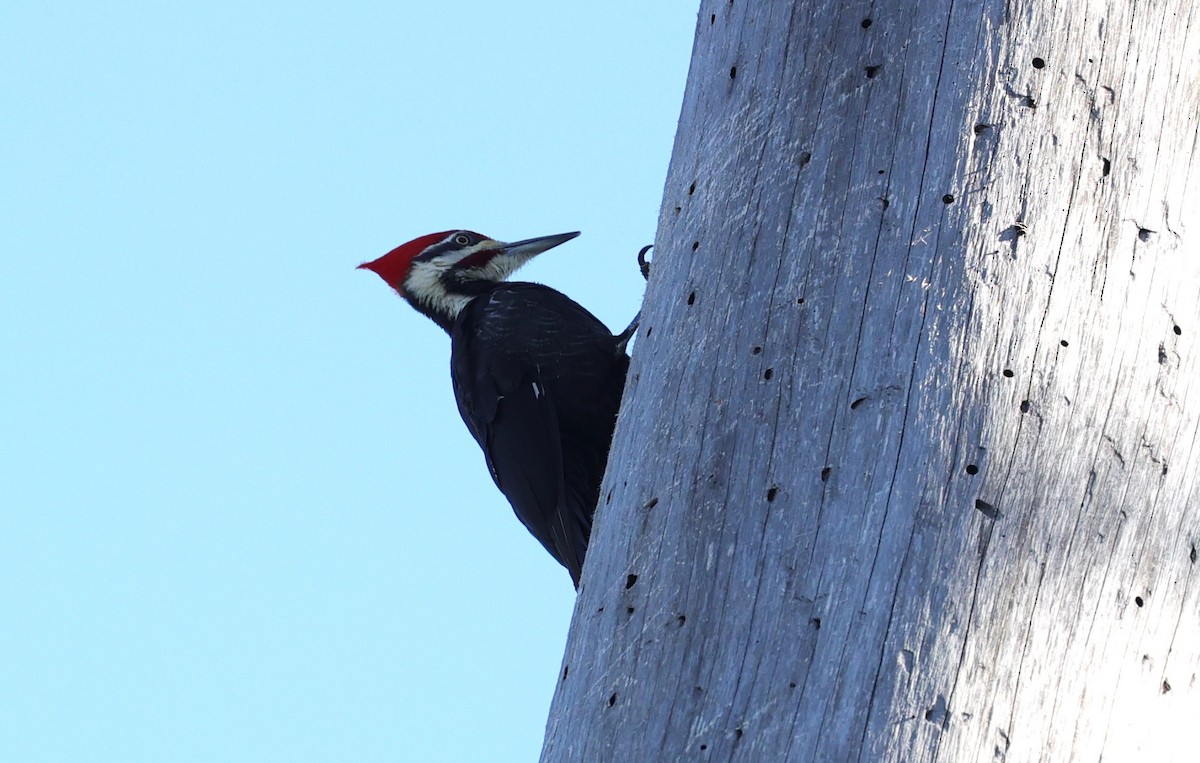 Pileated Woodpecker - ML616610072